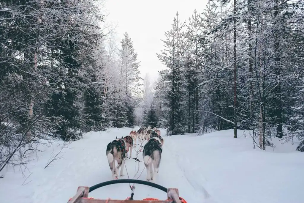 Recorriendo la naturaleza salvaje de las Montañas Rocosas: disfruta toda la magia de un paseo en trineo tirado por perros en Big Sky, una actividad única que te llevará a través de los impresionantes paisajes invernales de Montana