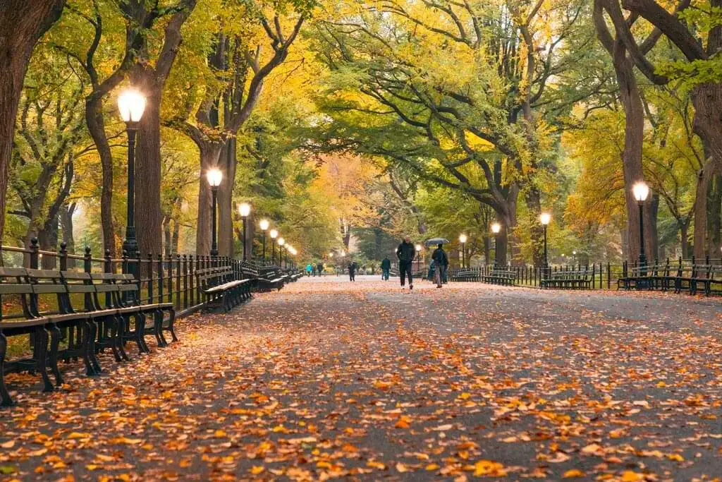 Escena de otoño en Central Park, Nueva York, con un camino cubierto de hojas caídas y árboles con follaje en tonos dorados y verdes. Farolas encendidas iluminan el camino mientras personas pasean tranquilamente, disfrutando de la belleza del parque en esta estación