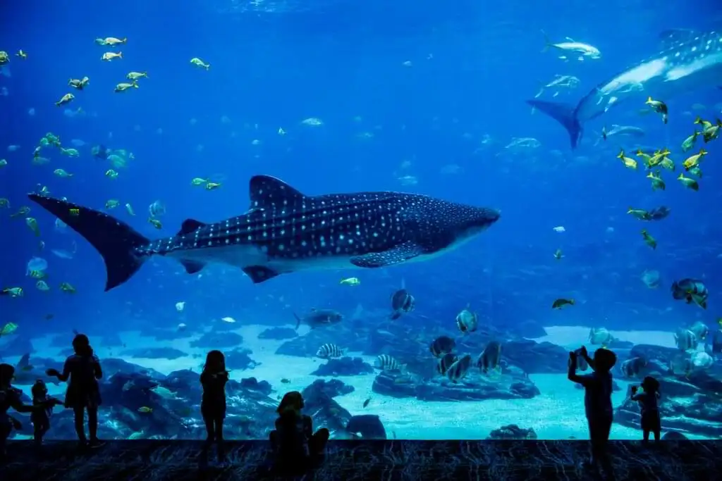 Una vista impresionante del Acuario de Georgia en Atlanta, mostrando un tiburón ballena nadando entre coloridos peces. Varias personas, incluyendo niños, observan asombrados desde el otro lado del cristal, disfrutando del majestuoso espectáculo submarino.